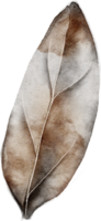 Leaf watercolor transparency. png