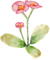 transparencia de acuarela de flores. png