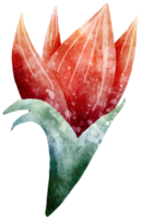 bloem aquarel transparant. png