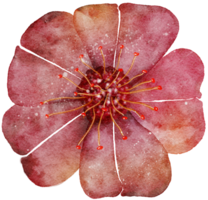 transparence aquarelle fleur. png