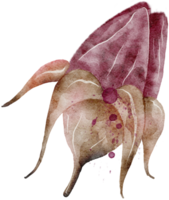 bloem aquarel transparantie. png