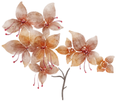 Blumenaquarell transparent. png