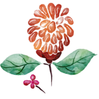 blomma akvarell transparent. png