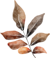 Leaf watercolor transparent. png