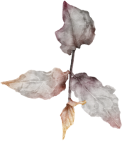 Leaf watercolor transparency. png