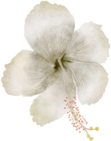 Flower watercolor transparency of hibiscus flower.. png