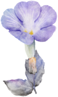 Blumenaquarelltransparenz. png