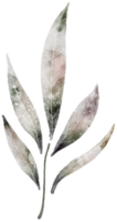 Leaf watercolor transparency. png