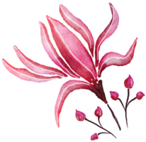 Flower watercolor transparent. png