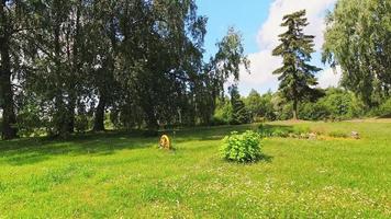 Static time lapse person sit on red lawn mower and cut grass on backyard in Lithuania countryside video