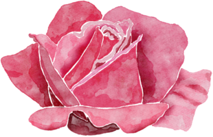 Flower watercolor transparency of rose. png