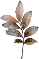 Blatt Aquarell Transparenz Cliparts. png