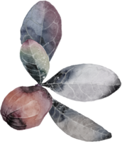 leaf watercolor transparency clipart. png