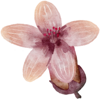 Flower watercolor transparency. png