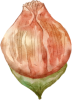 transparence aquarelle fleur. png