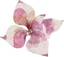 bloem aquarel transparantie. png