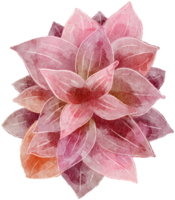 Flower watercolor transparency. png