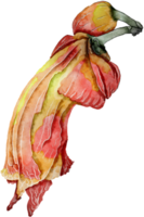 flor acuarela transparencia clipart. png