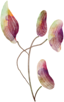 Flower watercolor transparency. png