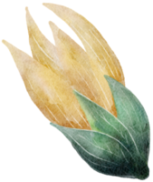 blomma akvarell transparent. png