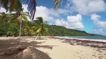 paesaggio della spiaggia delle palme del mare caraibico video