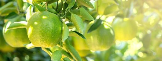 Fresh ripe tangerine mandarin orange on the tree in the orange garden orchard. photo