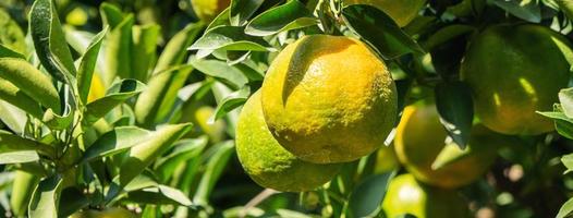 Mandarina mandarina fresca madura en el árbol en el huerto del jardín de naranjas. foto