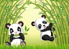 dos lindos pandas en un bosque de bambú vector