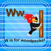 Flashcard letter W is for woodpecker vector