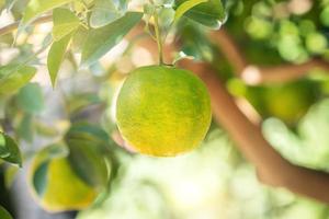 Fresh ripe tangerine mandarin orange on the tree in the orange garden orchard. photo