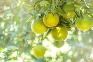 Fresh ripe tangerine mandarin orange on the tree in the orange garden orchard. photo