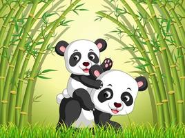 dos lindos pandas en un bosque de bambú vector