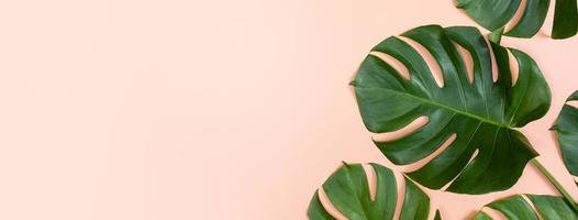 Beautiful tropical palm monstera leaves branch isolated on bright pink background, top view, flat lay, overhead above summer beauty blank design concept. photo