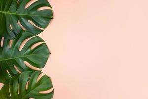 Beautiful tropical palm monstera leaves branch isolated on bright pink background, top view, flat lay, overhead above summer beauty blank design concept. photo