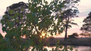 árvore balança na brisa enquanto o sol brilha através dos galhos video