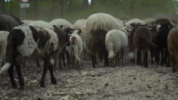 Herd of sheep travel on a rural road video