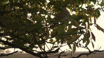 luz do sol brilha através de galhos e folhas de árvore video