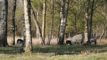 Sheep graze in a meadow lined with trees video