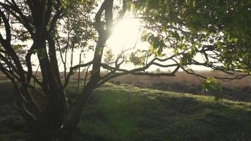 árvore iluminada pelo sol brilhante em campo aberto video