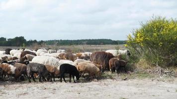 Sheep graze in a meadow video