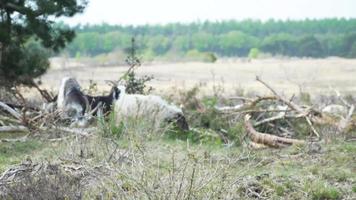 Chien de berger renifle autour de tas de bâtons dans un champ de pâturage video