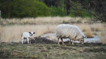 las ovejas pastan en un prado bordeado de árboles video