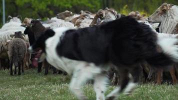 Black and white dog herds a group of sheep video