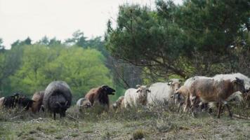 Sheep herd travels on grass path through grazing field video