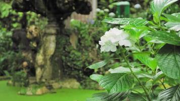 baño de pájaros y flores blancas en un exuberante jardín video