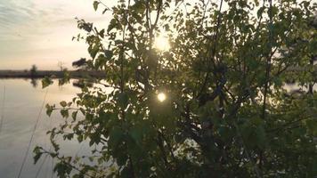 l'arbre se balance dans la brise alors que le soleil brille à travers les branches video