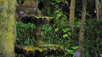 bain d'oiseaux et arbres dans un jardin luxuriant video