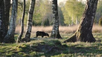 Sheep graze in a meadow lined with trees video