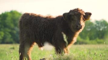 il vitello del bestiame dell'altopiano affronta la macchina fotografica, mangia l'erba video