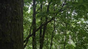 trädstam i förgrunden med utsikt över skogen bakom video